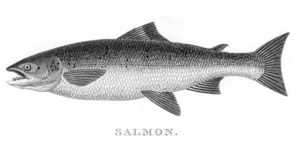 salmon7.PNG